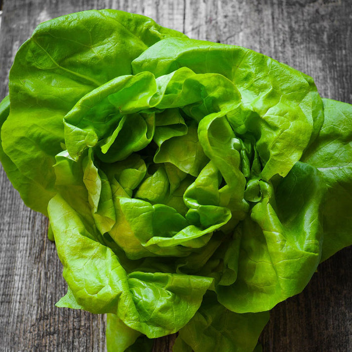 Lettuce Seeds - Bibb | Vegetable Seeds in Packets & Bulk | Eden Brothers