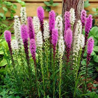 Liatris spicata/Blazing Star Corms | Shop 2 Varieties | Eden Brothers