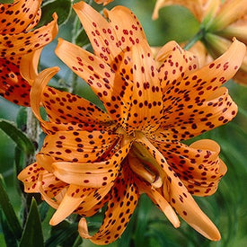 Lily Bulbs | Shop 25 Varieties | Eden Brothers – Page 2