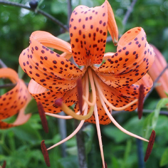 Tiger Lily Bulbs - Tigrinum Splendens | Flower Bulbs | Eden Brothers