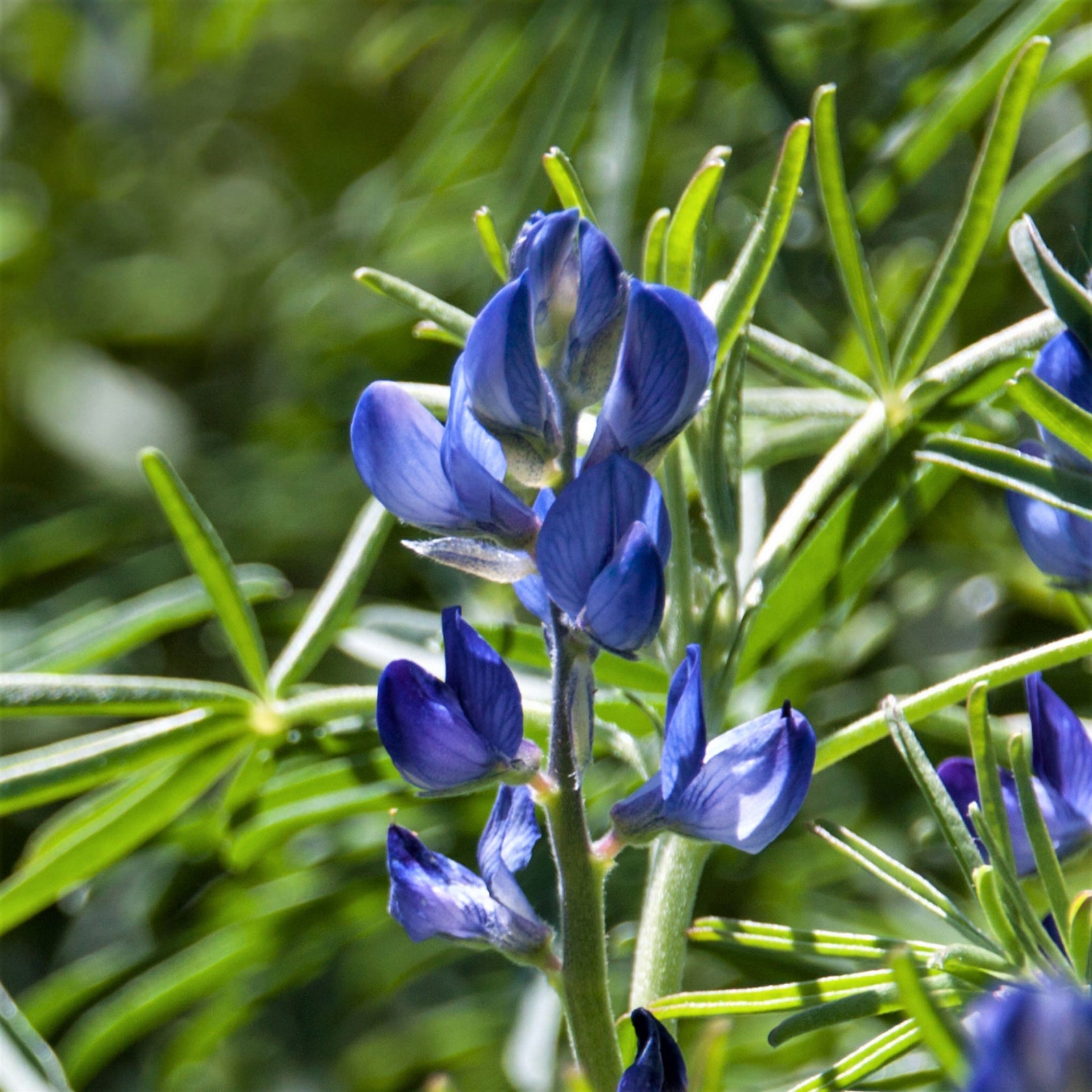 Arroyo Lupine Seeds | Flower Seeds in Packets & Bulk | Eden Brothers