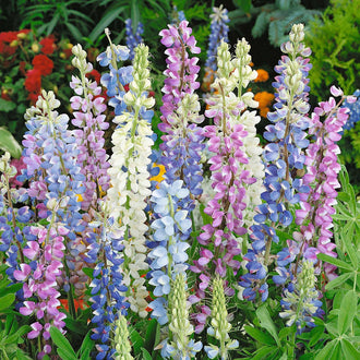 Lupine Seeds | Shop 15 Varieties | Eden Brothers