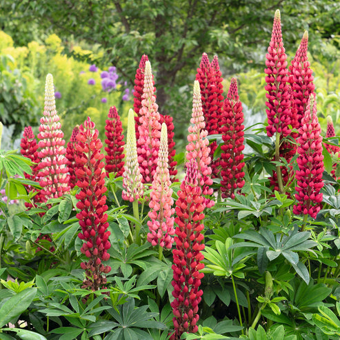 Russell Lupine Seeds - My Castle | Flower Seeds in Packets & Bulk ...