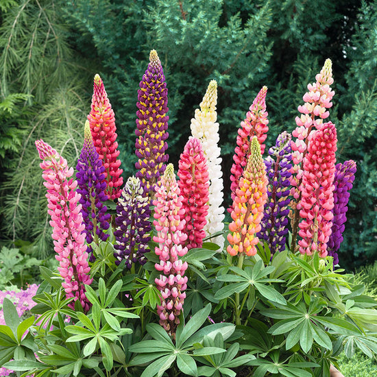 Russell Lupine Seeds | Flower Seeds in Packets & Bulk | Eden Brothers