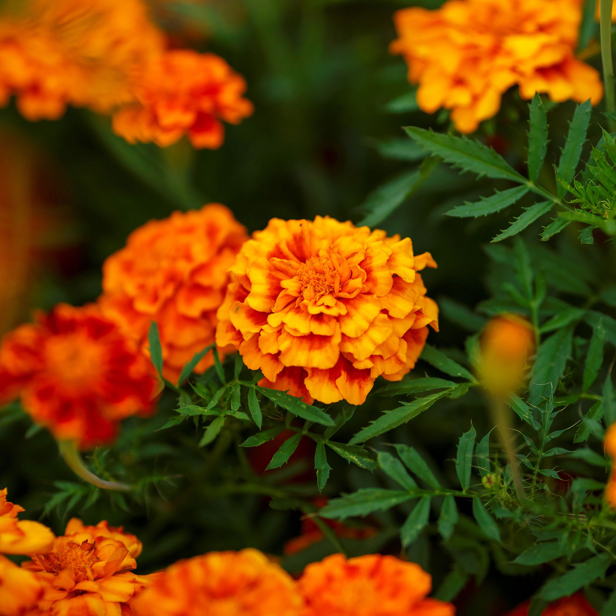 French Marigold Seeds - Fiesta | Flower Seeds in Packets & Bulk | Eden ...