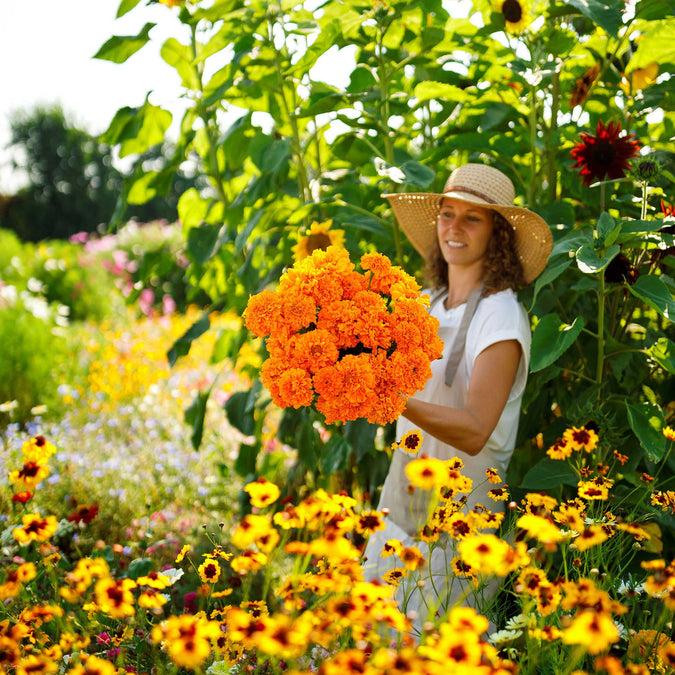 african marigold hawaii