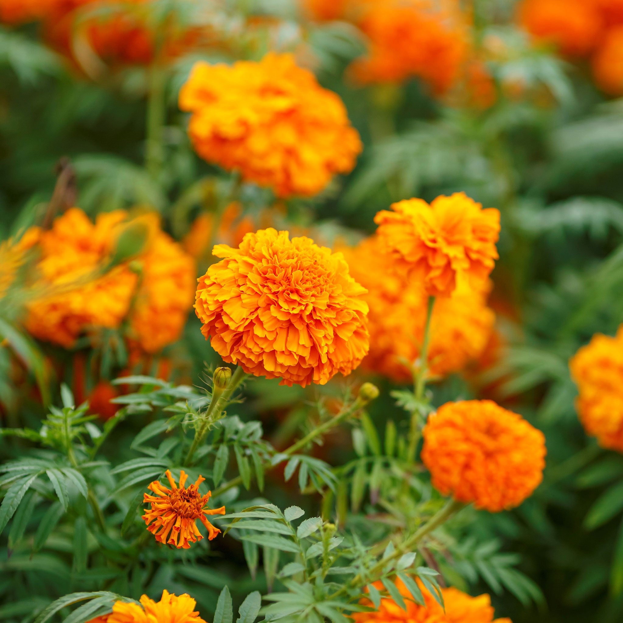 African Marigold Seeds - Mandarin | Flower Seeds in Packets & Bulk ...