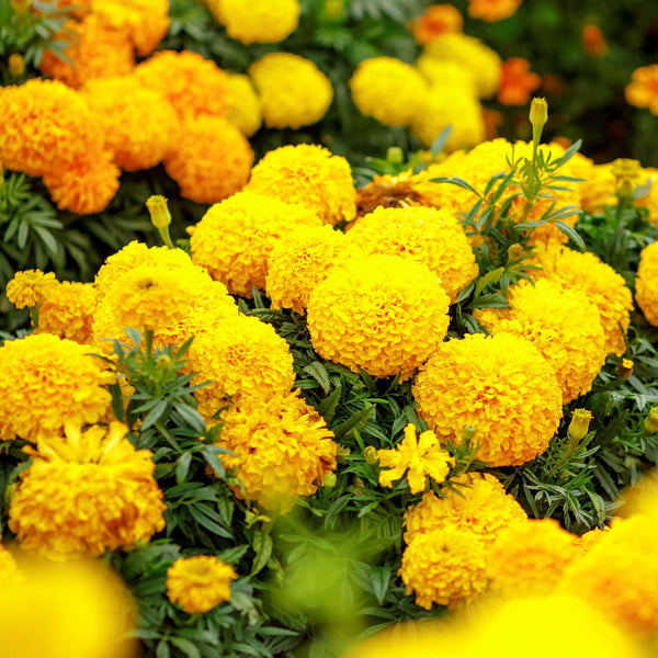 African Marigold Seeds - Mary Helen | Flower Seeds in Packets & Bulk ...