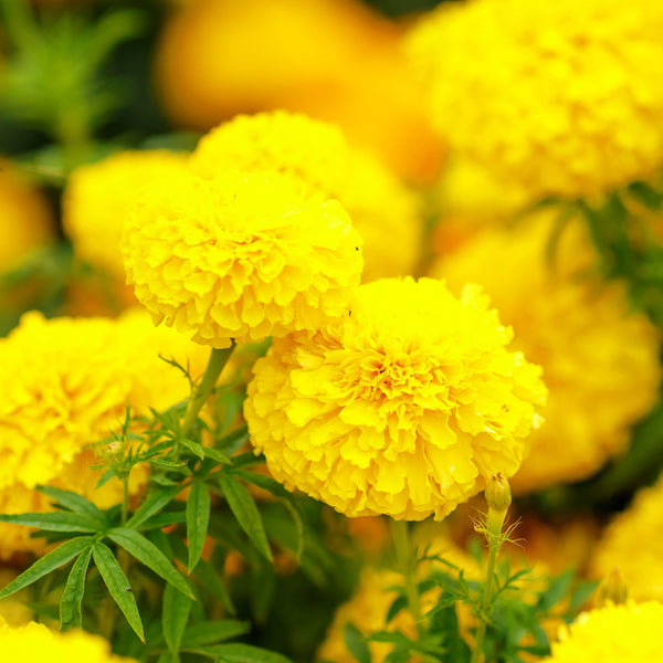 African Marigold Seeds - Mary Helen | Flower Seeds in Packets & Bulk ...