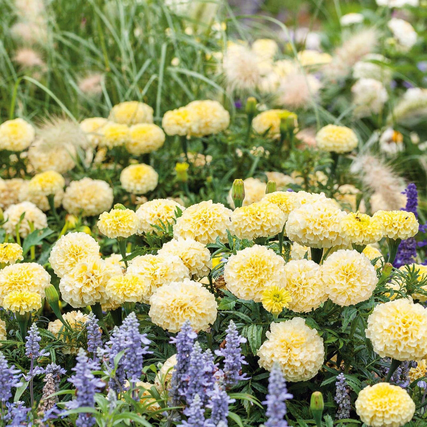 moonlight african marigold 