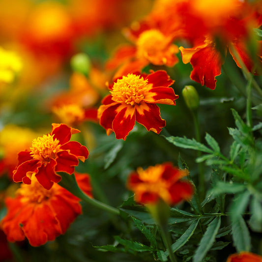 french marigold orange flame