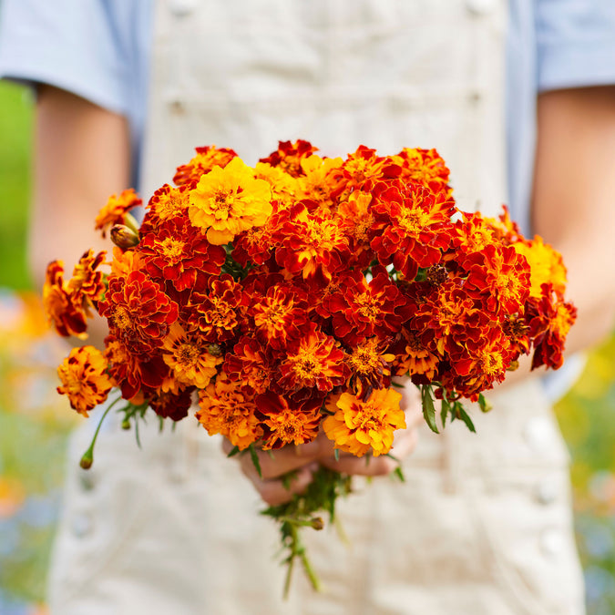 panther french marigold 