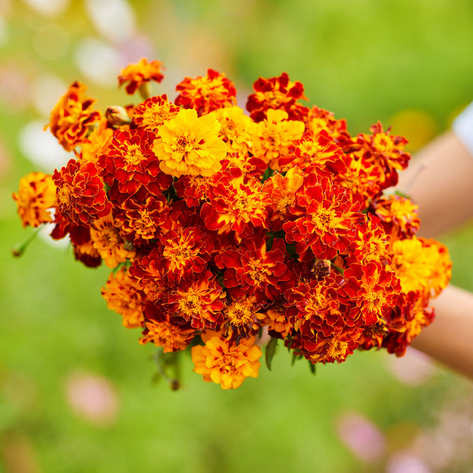 panther french marigold 