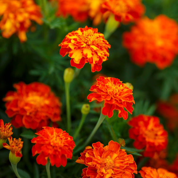 French Marigold Seeds - Panther | Flower Seeds in Packets & Bulk | Eden ...