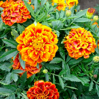 Marigold Seeds | Shop 29 Varieties | Eden Brothers