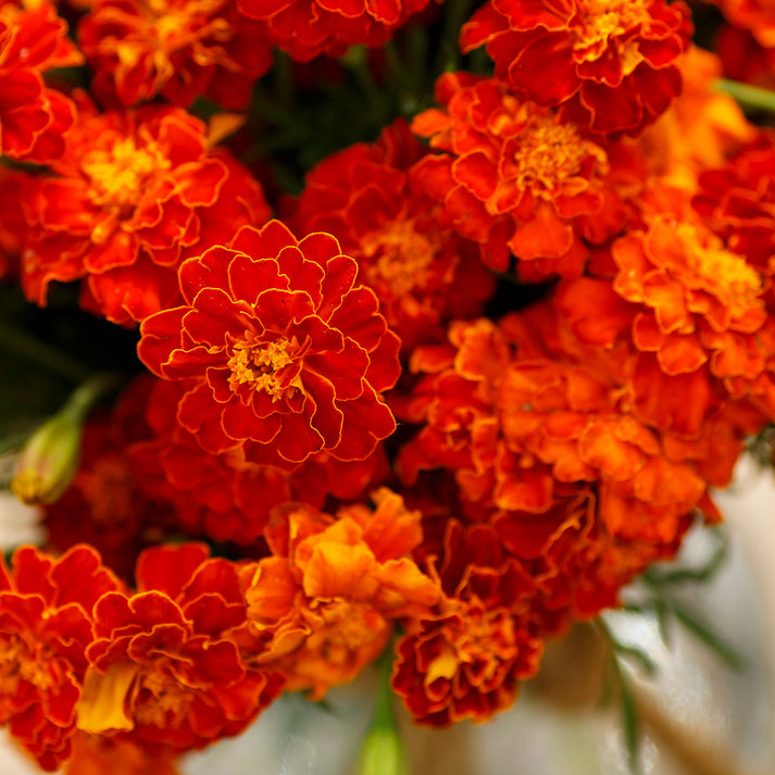 French Marigold Seeds - Red Cherry | Flower Seeds in Packets & Bulk ...