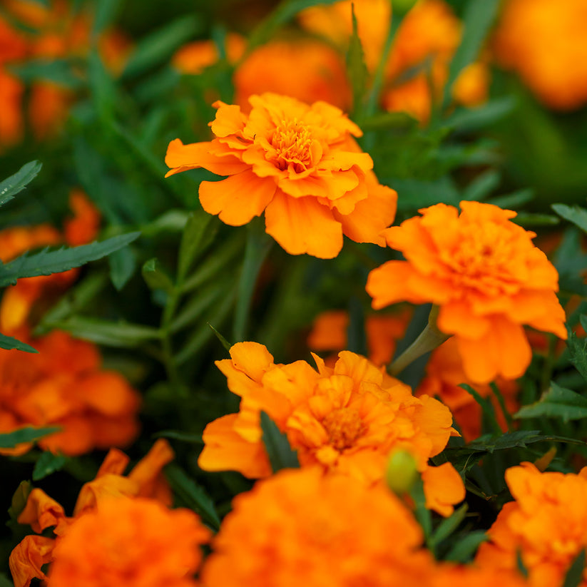 French Marigold Seeds - Tangerine | Flower Seeds in Packets & Bulk ...