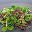 Microgreen Seeds - Microgreen Rainbow Blend | Microgreen Seeds in ...