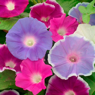 Morning Glory Seeds (heirloom) | Shop 19 Varieties | Eden Brothers