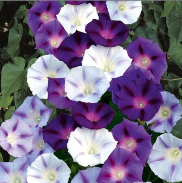 Morning Glory Seeds - Inkspots | Flower Seeds in Packets & Bulk | Eden ...