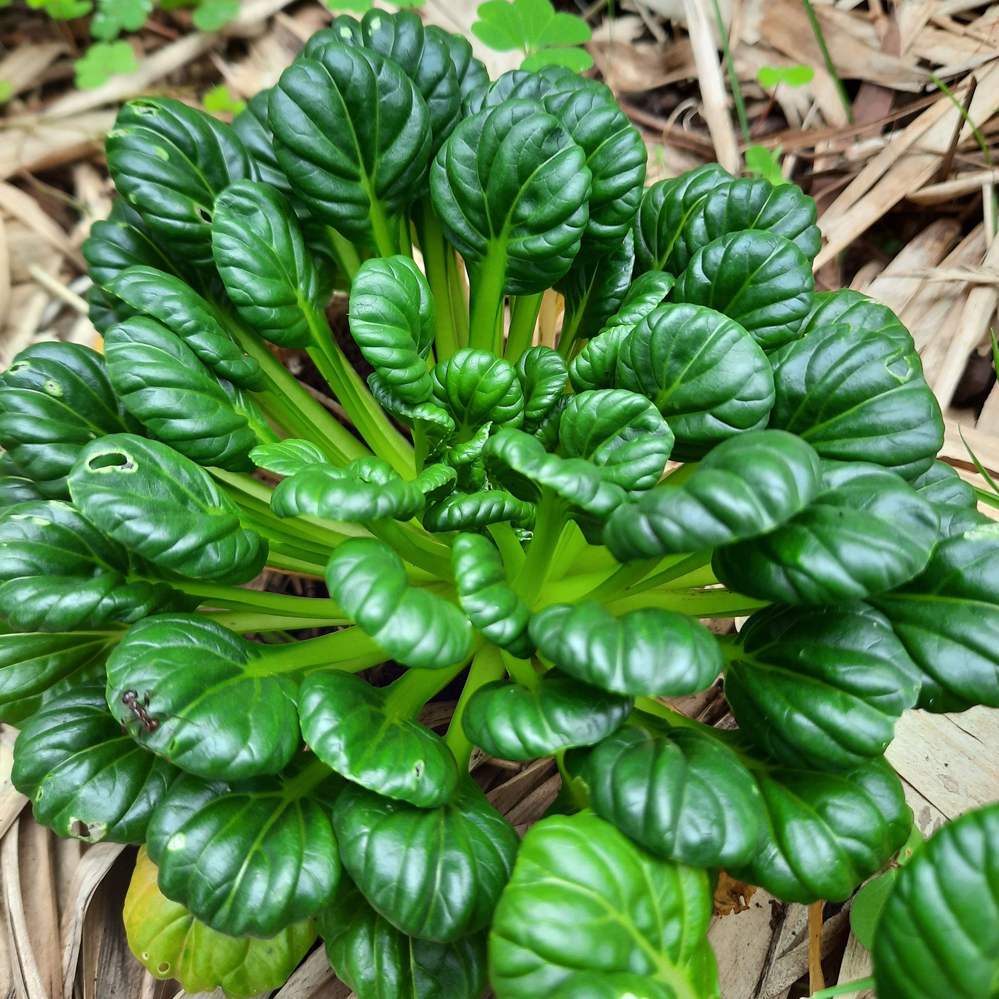 How To Plant Tatsoi Mustard: Grow Greens Effortlessly! - Broadpick