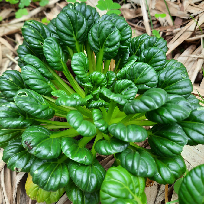 tatsoi mustard 