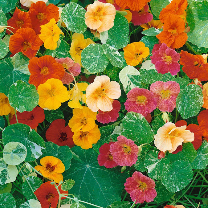 nasturtium alaska mix