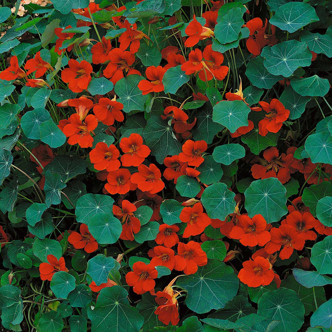 nasturtium empress of india