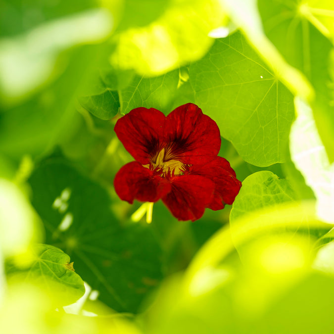 nasturtium mahogany gleam