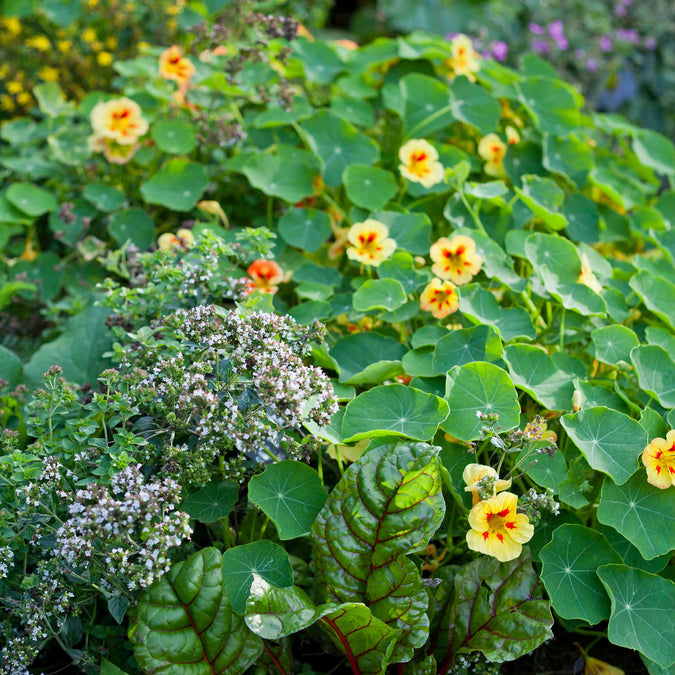 peach melba nasturtum 