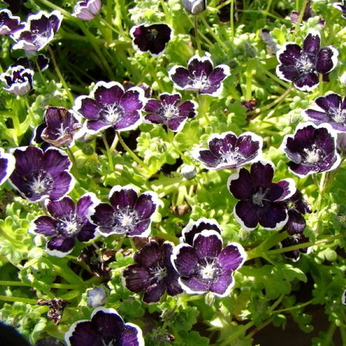 Nemophila Seeds - Penny Black | Flower Seeds in Packets & Bulk | Eden ...