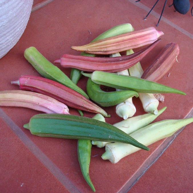 okra rainbow fiesta