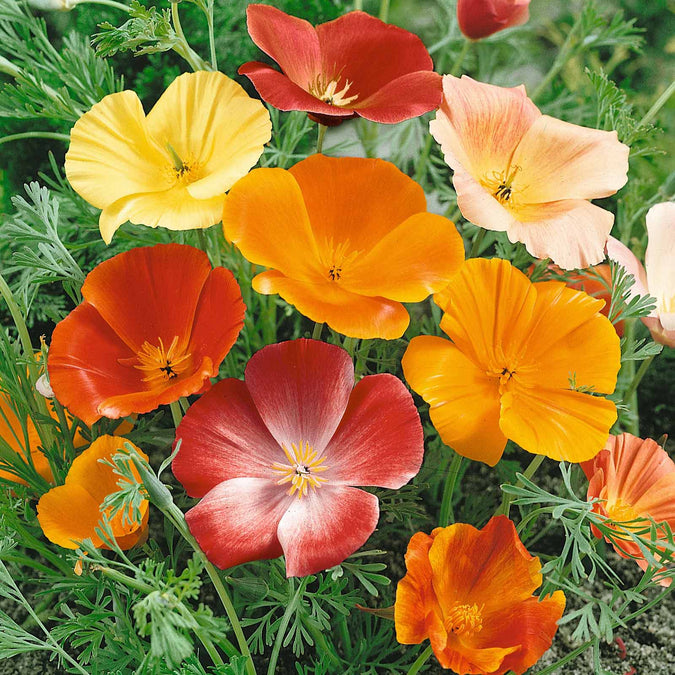 california poppy mix