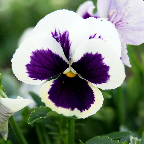 Pansy Seeds - Swiss Giants Silverbride - Ounce, White/Purple, Flower Seeds, Eden Brothers