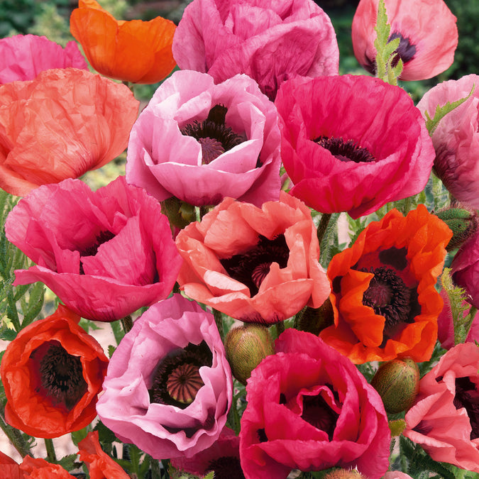 papaver fruit punch mix