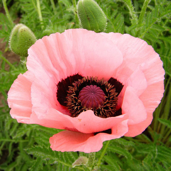 Papaver orientale - Helen Elizabeth | Spring Flower Bulbs | Eden Brothers