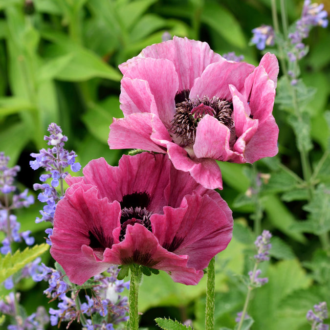 papaver pattys plum