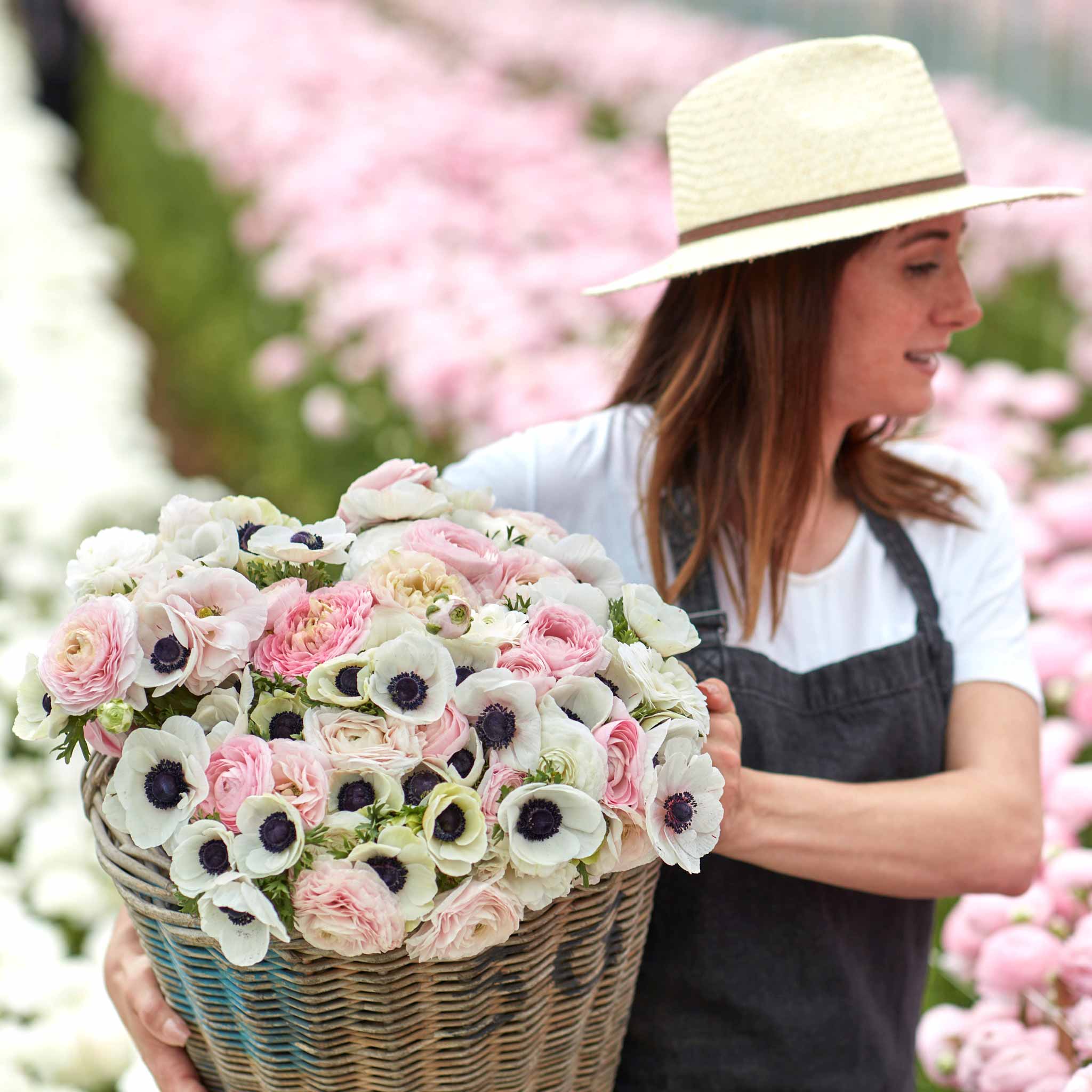 Anemone & Ranunculus - Paris In Spring Collection | Fall Flower