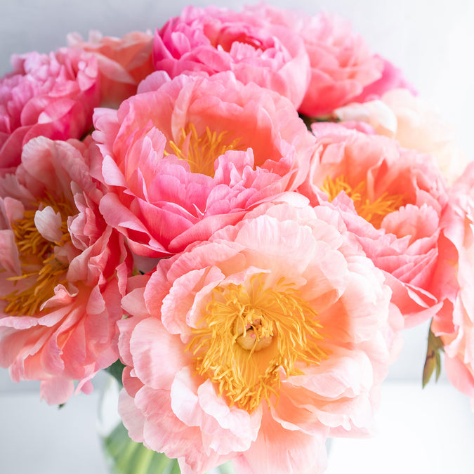 peony bridal bouquet