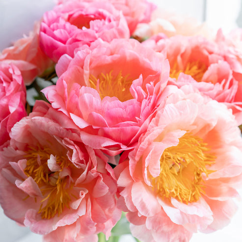 Peony Roots - Bridal Bouquet | Flower Bulbs | Eden Brothers