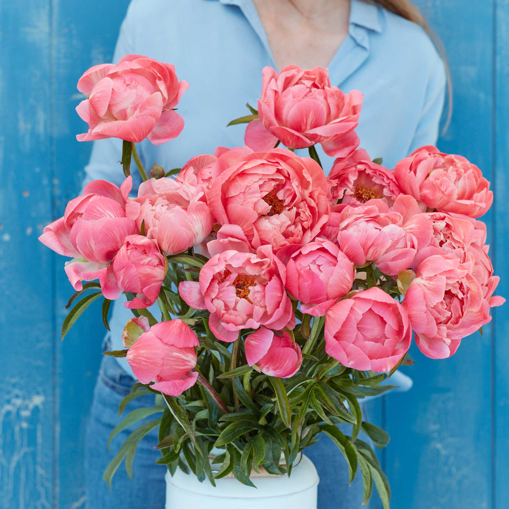 Peony Roots - Coral Charm | Flower Bulbs | Eden Brothers