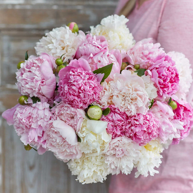 peony fluffy pink mix