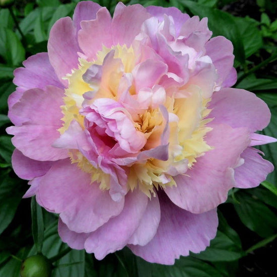 Peony Bulbs - Raspberry Sundae | Flower Bulbs | Eden Brothers