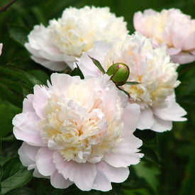 Peony Roots | Shop 39 Varieties | Eden Brothers