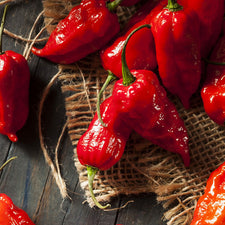 Pepper Seeds - Hot | Shop 40 Varieties | Eden Brothers