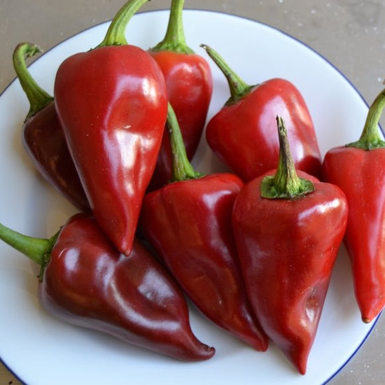 Sweet Pepper Seeds - Piquillo | Vegetable Seeds in Packets & Bulk ...