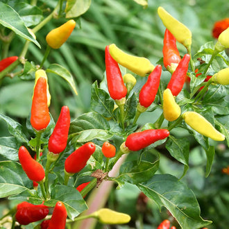 Pepper Seeds - Hot | Shop 41 Varieties | Eden Brothers