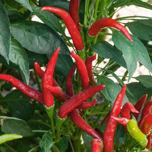 Hot Pepper Seeds Thai Super Chili F1 Vegetable Seeds in