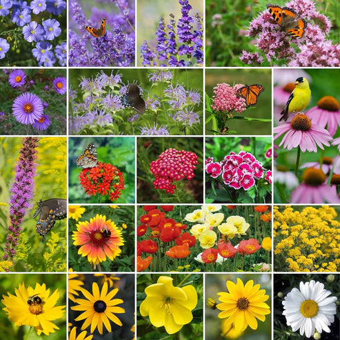 All Perennial - Pollinator Wildflower Mix | Wildflower Seeds | Eden ...