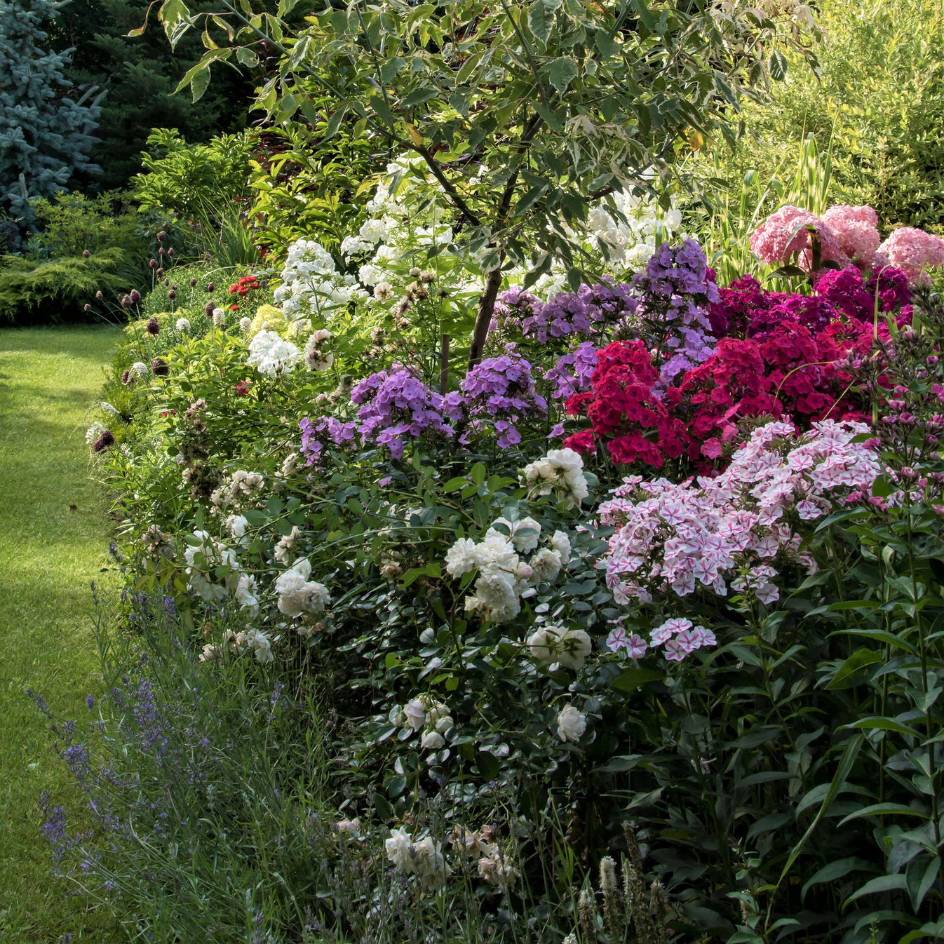 Phlox Roots - Blue Paradise | Spring Flower Bulbs | Eden Brothers